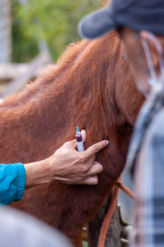 Veterinary Medicine